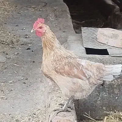 مرغ وخروس|حیوانات مزرعه|مرودشت, شهرک مهدیه|دیوار