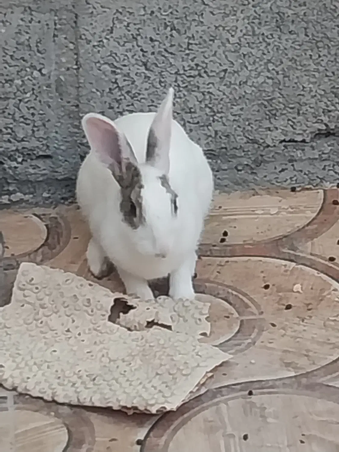 خرگوش سر حال و نازی سه عدد|موش و خرگوش|بندر کنگان, |دیوار