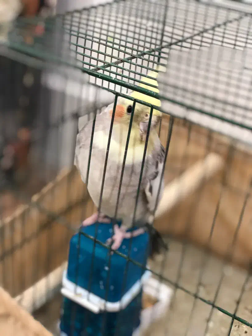 عروس هلندی|پرنده|بندر امام خمینی, |دیوار