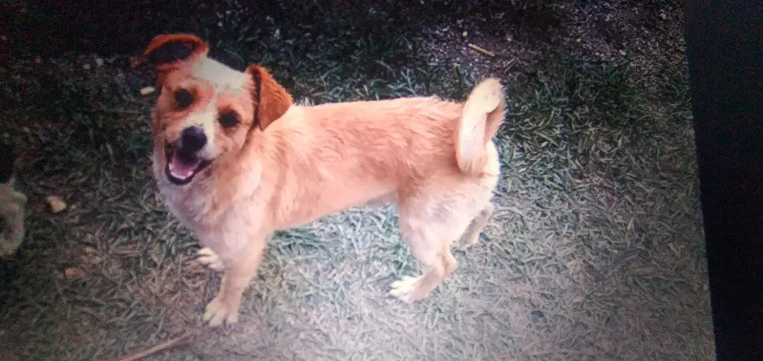 سگ گم شده|سگ|سلماس, |دیوار