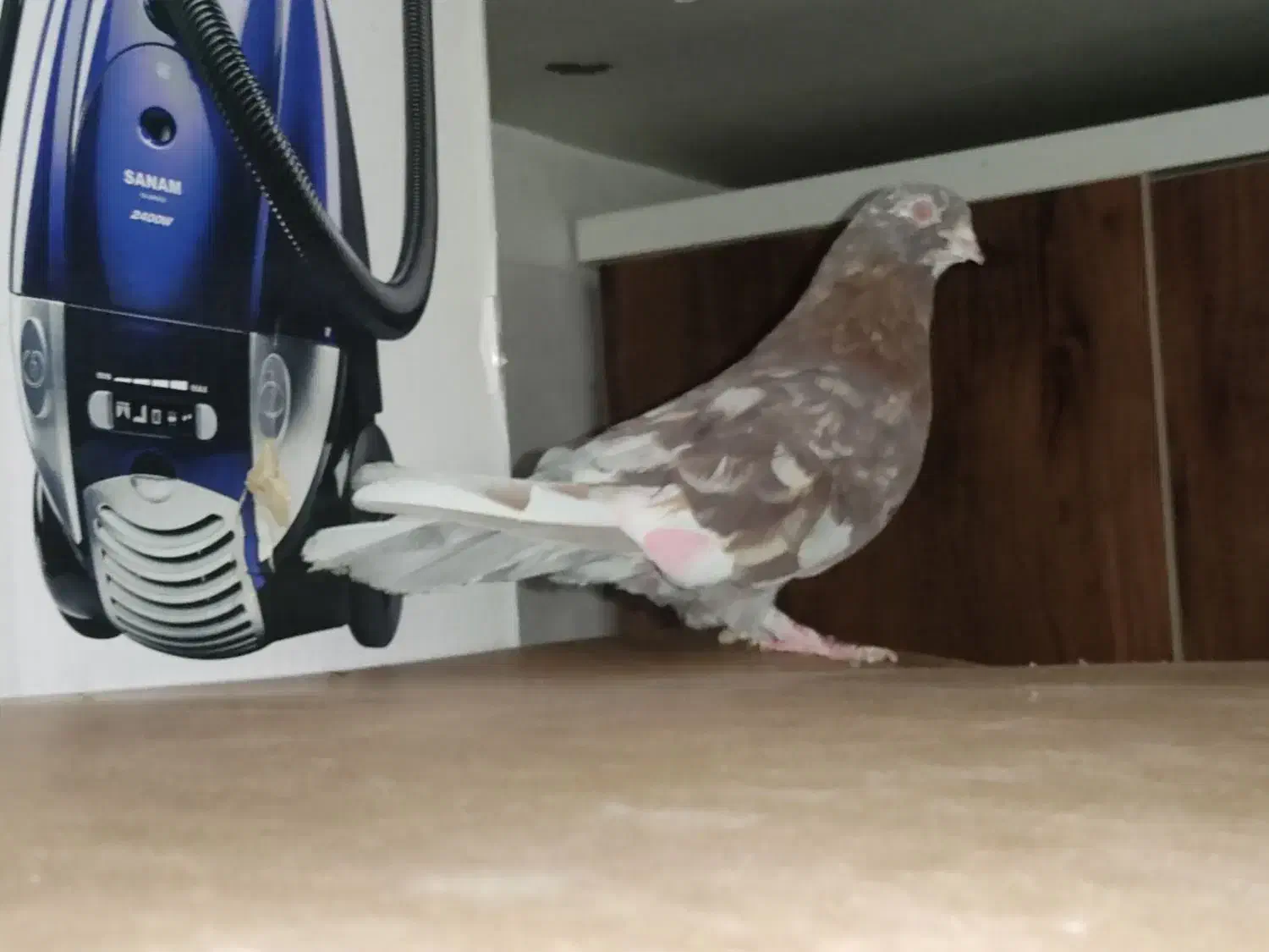 نر سرور پرشی|پرنده|قم, زند آباد|دیوار