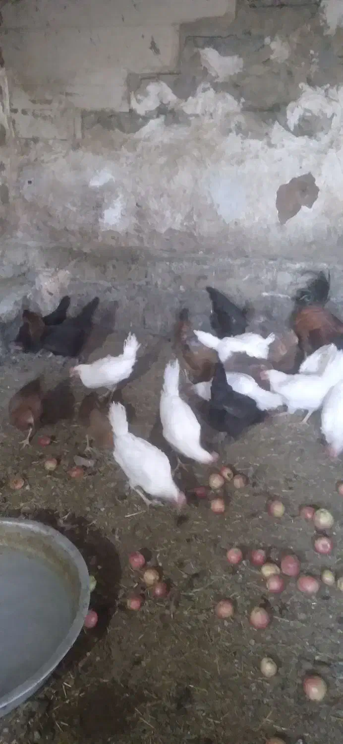 مرغ محلی و مرغ ماشینی|حیوانات مزرعه|چهاردولی, |دیوار