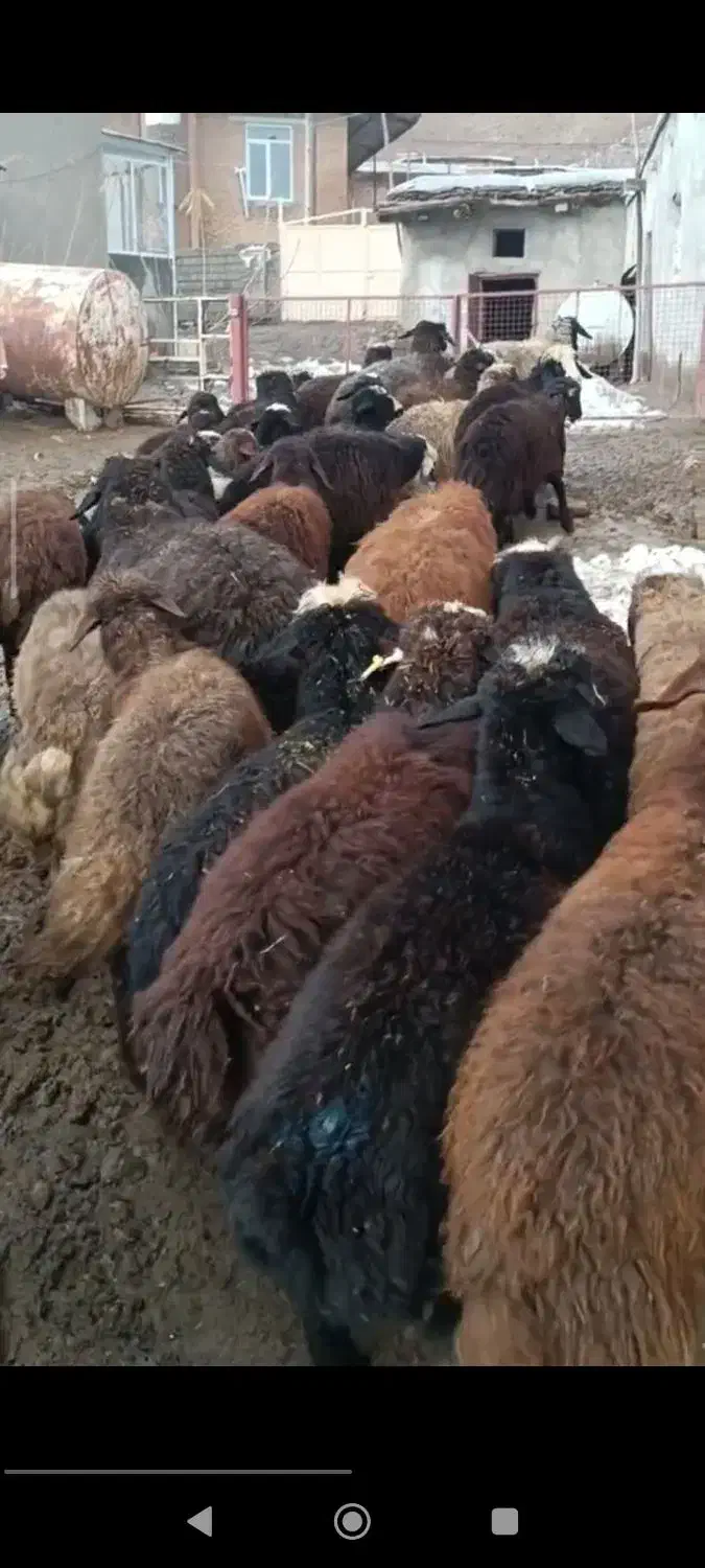 بره ماده|حیوانات مزرعه|لاجان, |دیوار