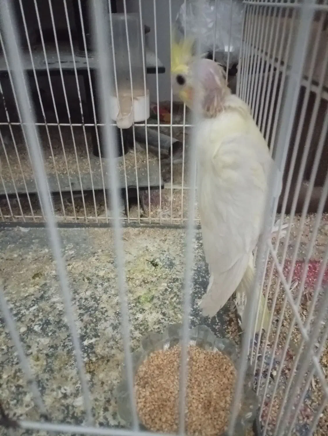 دو عدد عروس هلندی|پرنده|جیرفت, |دیوار