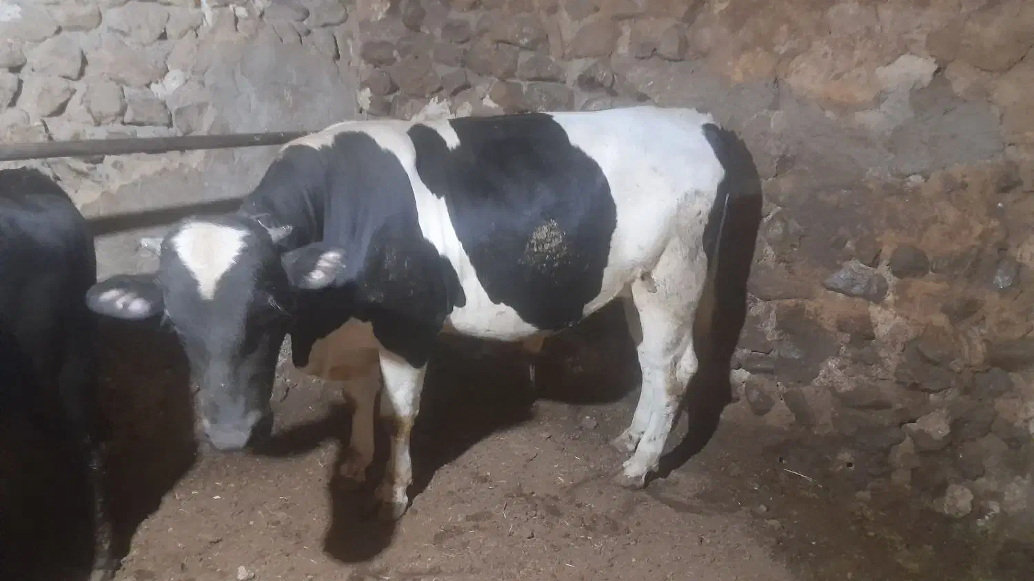 گاو نر خوب عالی|حیوانات مزرعه|چاراویماق, |دیوار