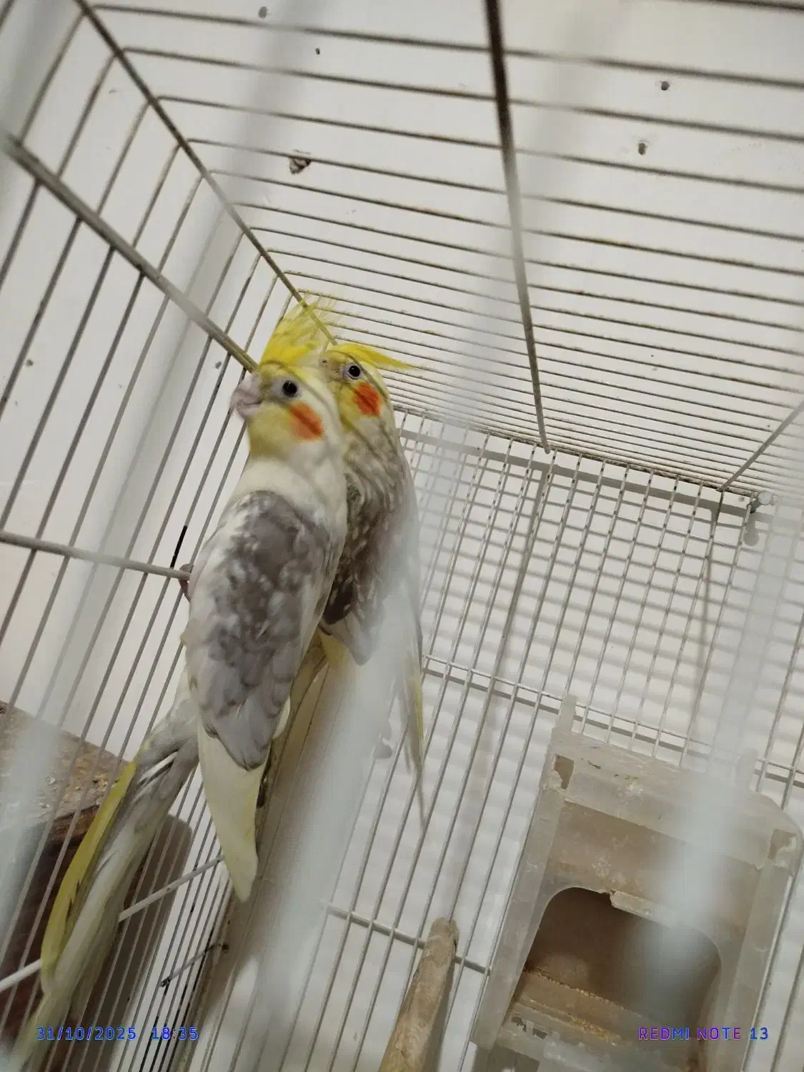 عروس هلندی کار سهره مست دهن قناری|پرنده|تربت جام, مسکن مهر|دیوار