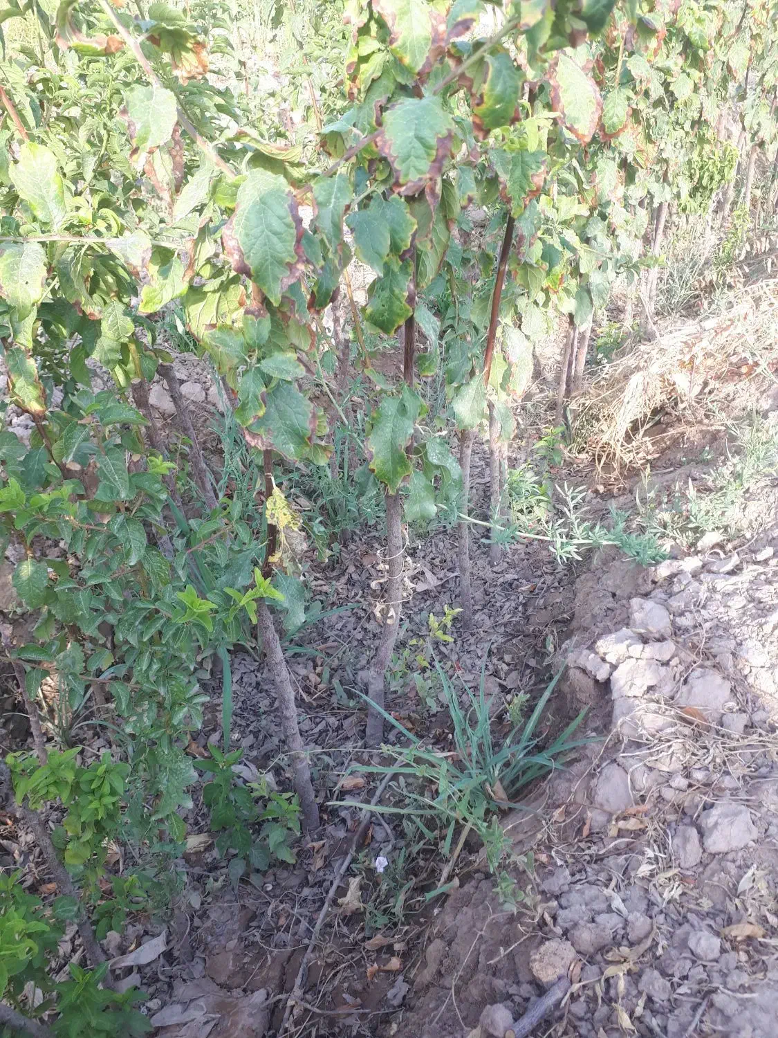 انواع نهال آلو کبرایی حاج حسنی رسمی|خدمات باغبانی و درختکاری|نیشابور, پنجراه|دیوار