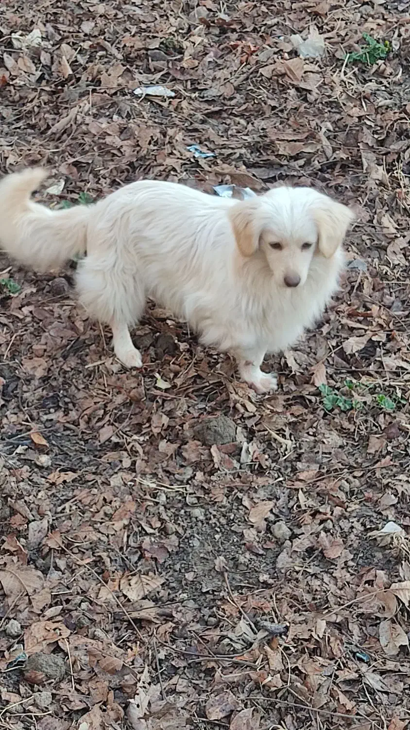 یک عدد سگ|سگ|مشکین‌دشت, |دیوار