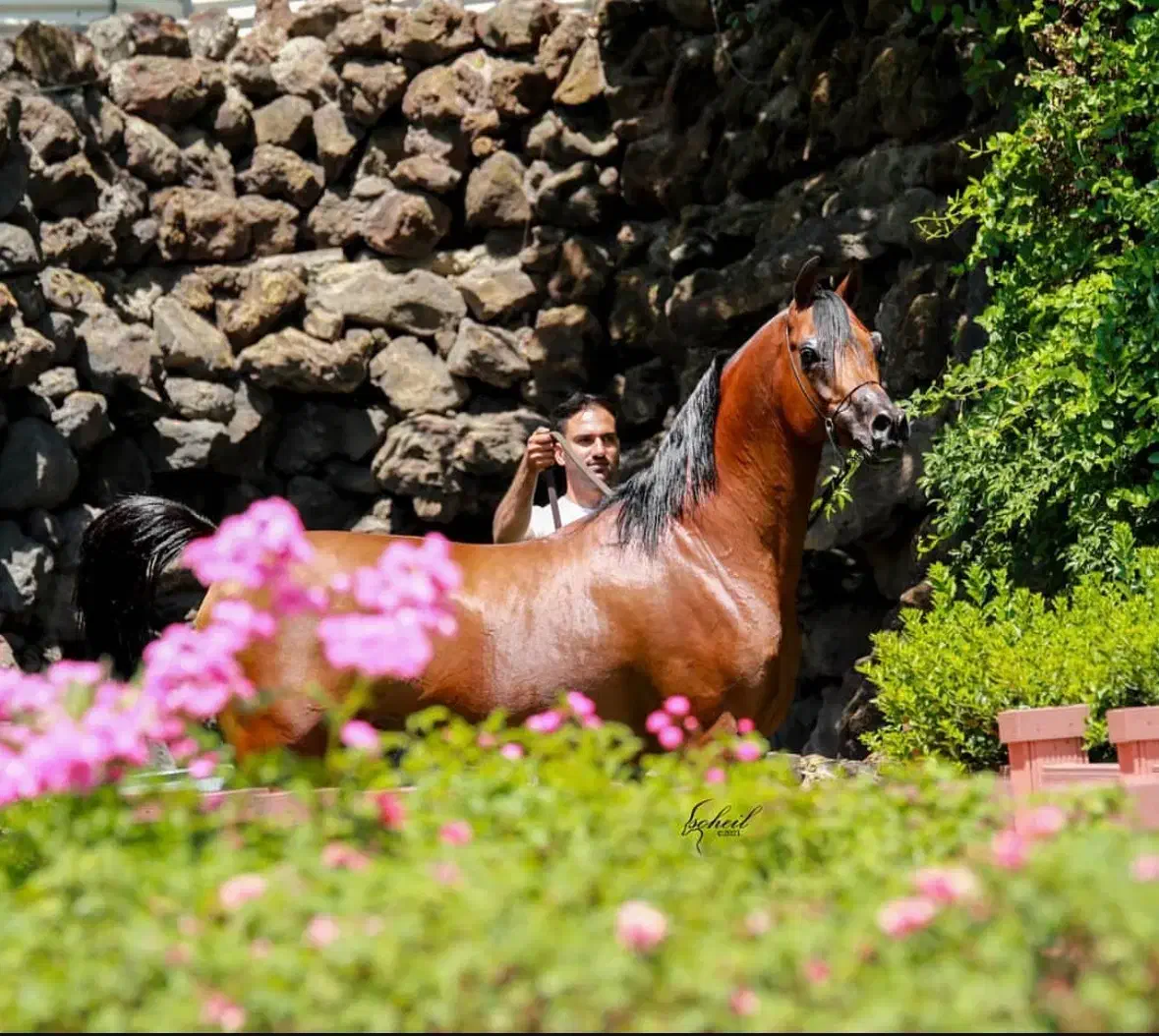 اسب عرب|اسب و تجهیزات اسب‌سواری|کرج, فاز ۴ مهرشهر|دیوار