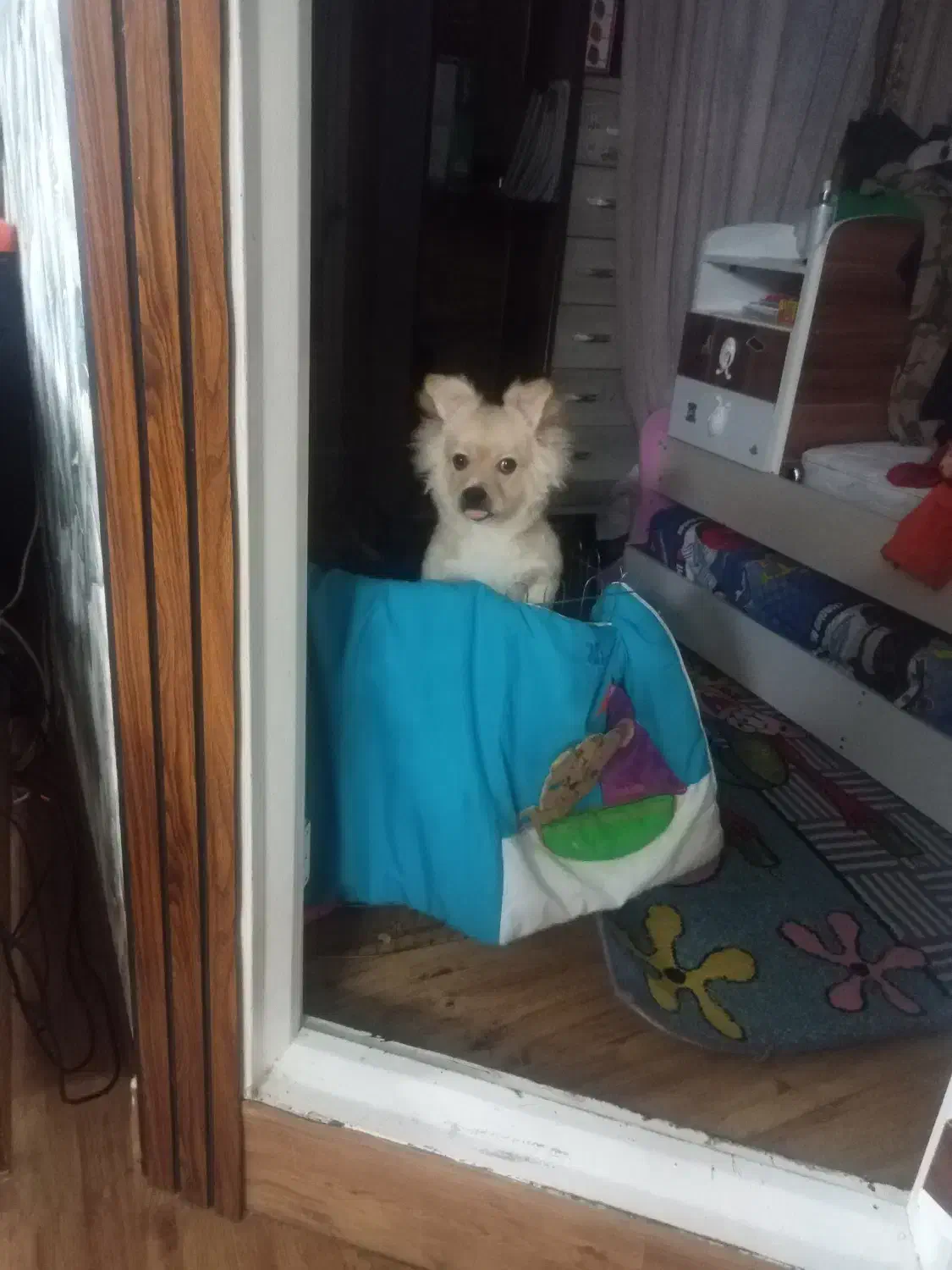 سگ اشپیدز گلدن|سگ|قدس, شهرقدس|دیوار