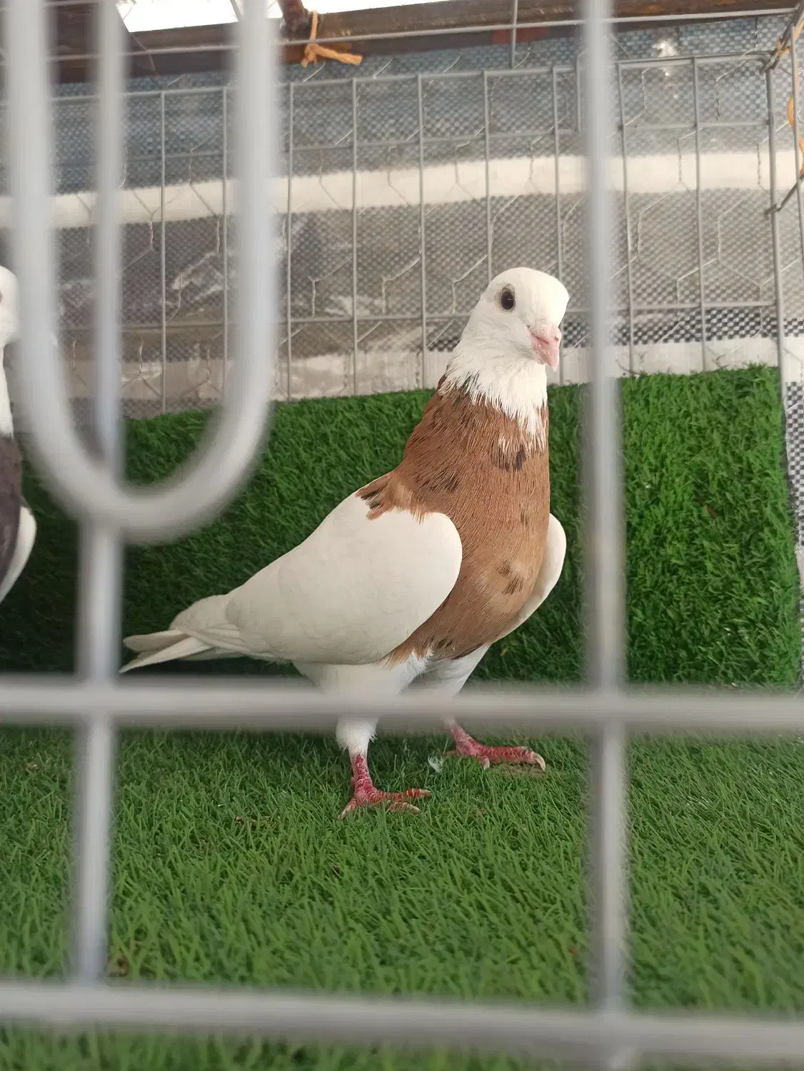 کبوتر طوقی|پرنده|جوانرود, |دیوار