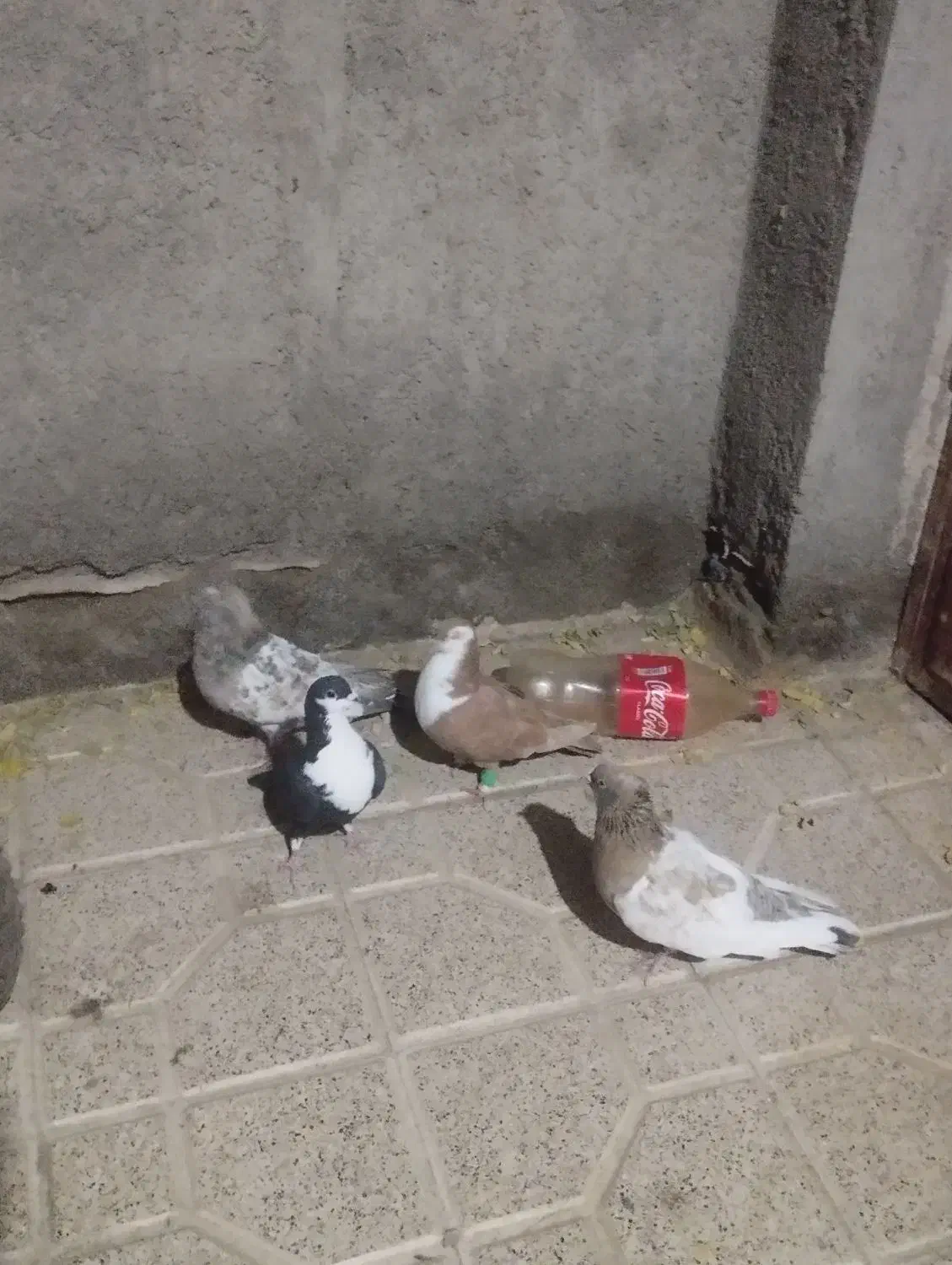 کله هفت رنگ ها و کرباتی ها قیمت دو جفت ۱/۵۰۰مفت|پرنده|مشهد, چهاربرج|دیوار