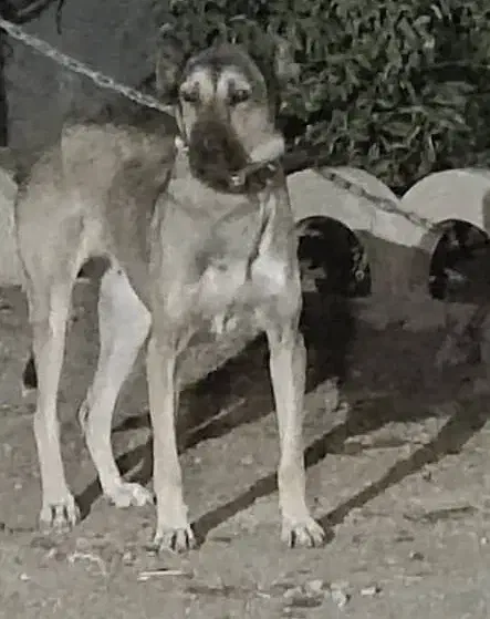 دو قلاده نگهبان|سگ|صفادشت, |دیوار