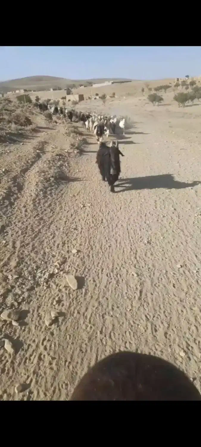 چپش دوبور|حیوانات مزرعه|شیدا, |دیوار