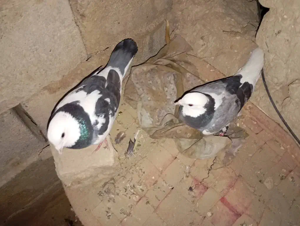 کبوتر|پرنده|زهک, |دیوار