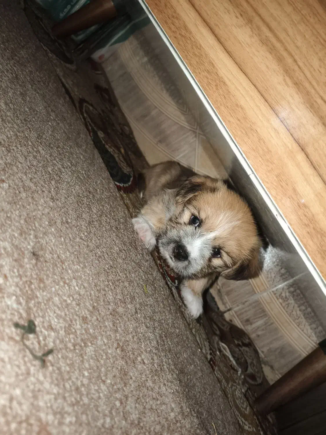 سگ کوتاه|سگ|قم, شهرک فاطمیه|دیوار