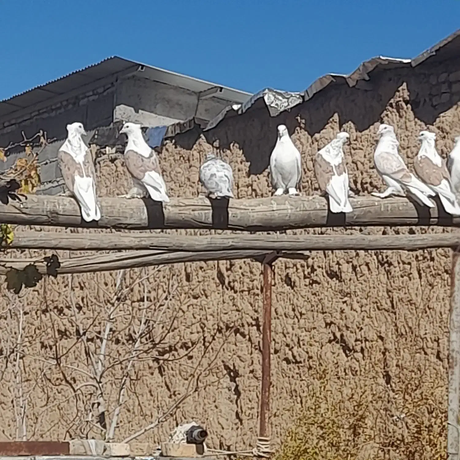 جفتی ۷۰۰|پرنده|دلیجان, |دیوار