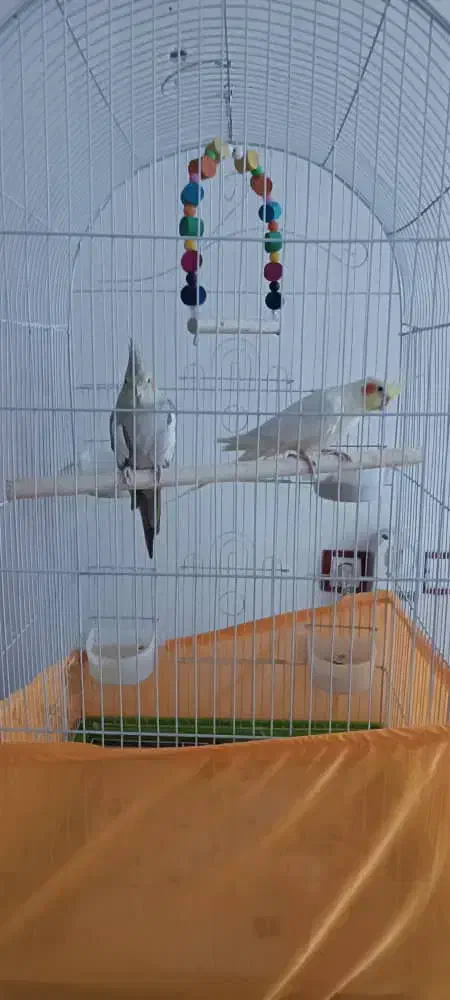 جفت عروس هلندی|پرنده|خرمشهر, |دیوار