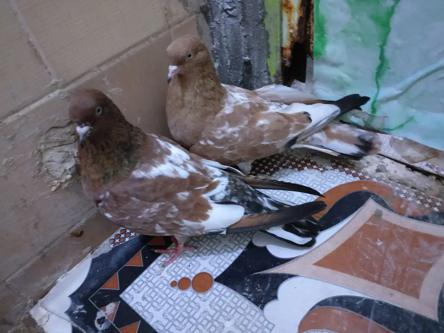 شادگان|پرنده|شادگان, |دیوار