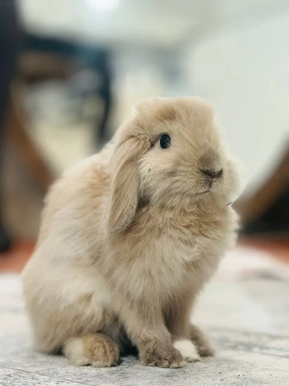 خرگوش لوپ|موش و خرگوش|خرم‌آباد, |دیوار