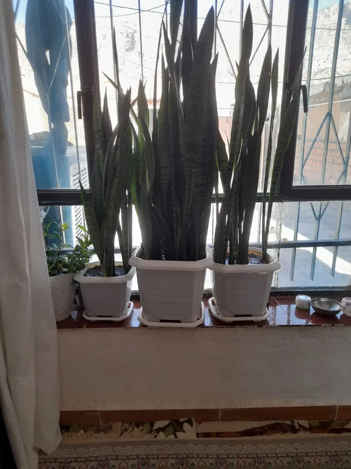 این گل سالم است|گل و گیاه طبیعی|شباب, |دیوار