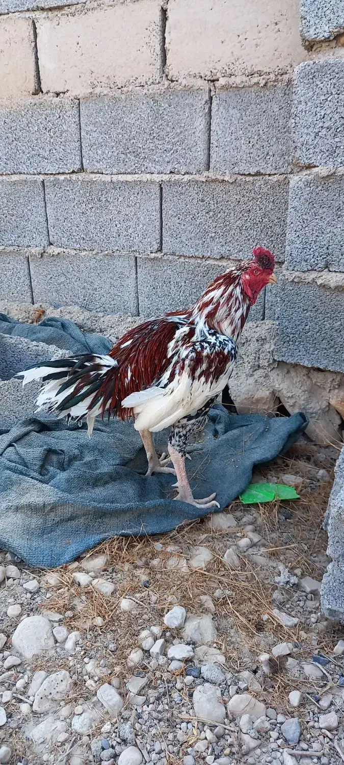 خروس|حیوانات مزرعه|بندرعباس, |دیوار