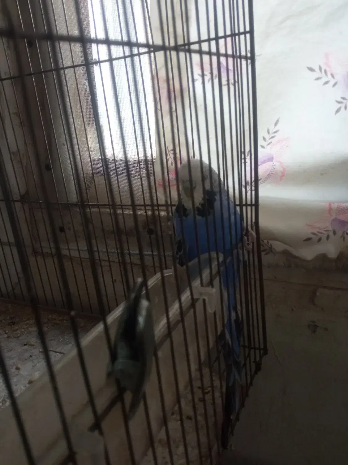 پرنده|پرنده|سهند, |دیوار