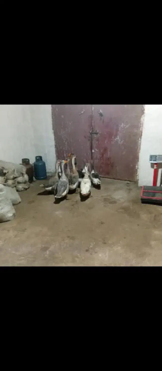 قو قاز|حیوانات مزرعه|پارسآباد, |دیوار