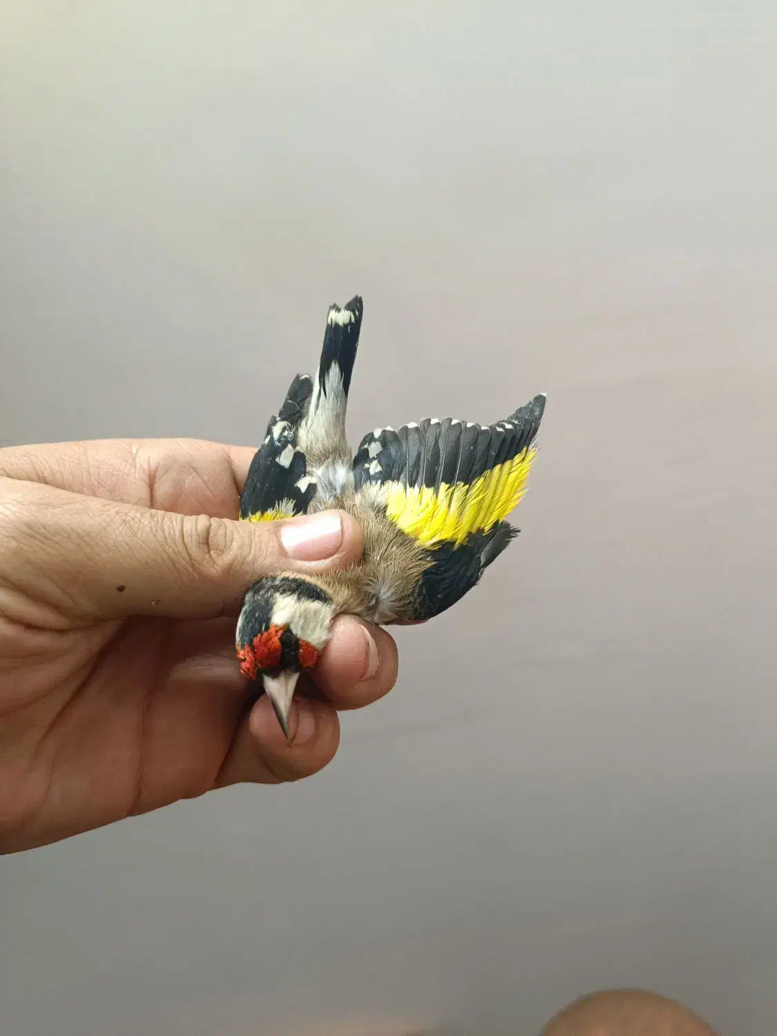 سهره چهارگل|پرنده|مشهد, شهرک مهرگان|دیوار