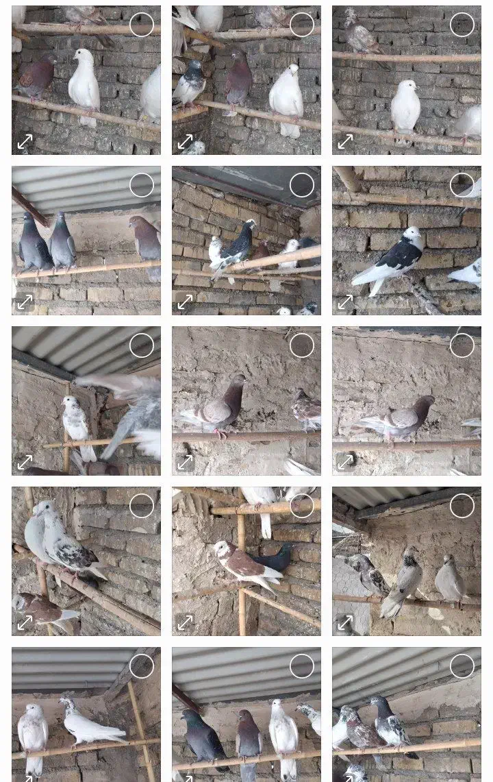 کفتر|پرنده|هشتگرد, خور|دیوار