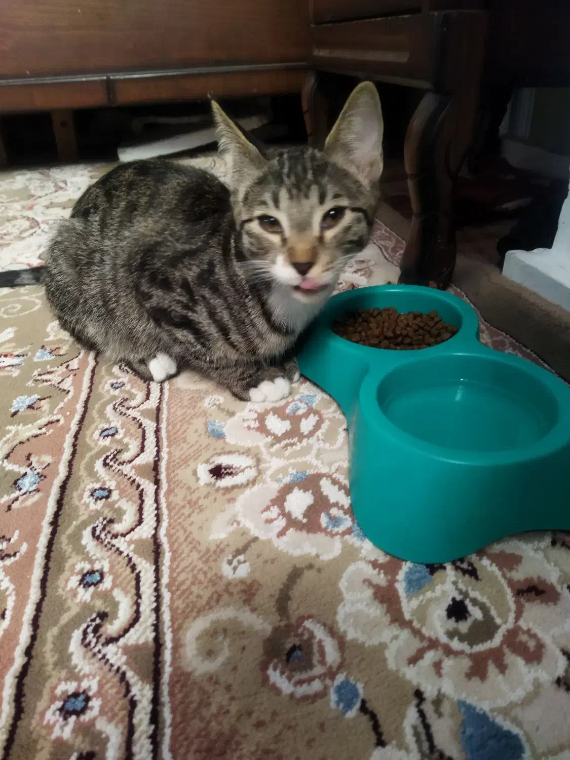 واگذاری رایگان گربه|گربه|مشهد, شاهد (شهرک غرب)|دیوار