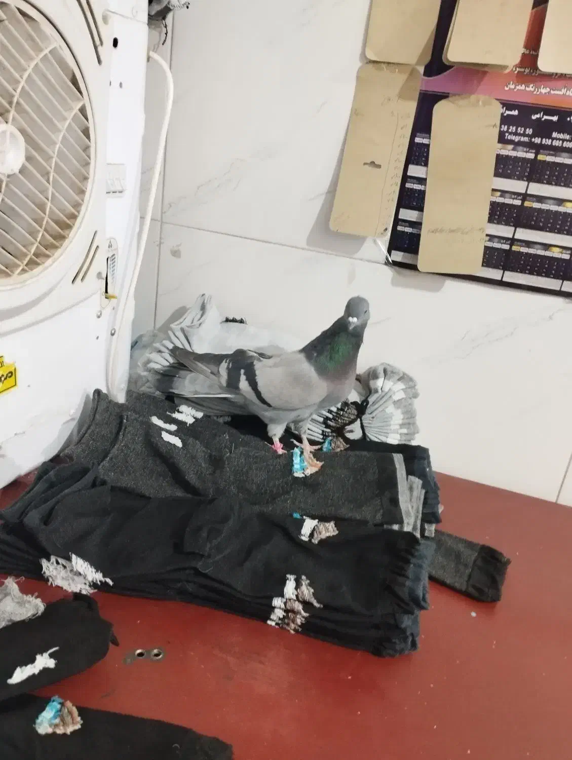 سبز کاکولی پلاکی کاکولی|پرنده|لالجین, |دیوار