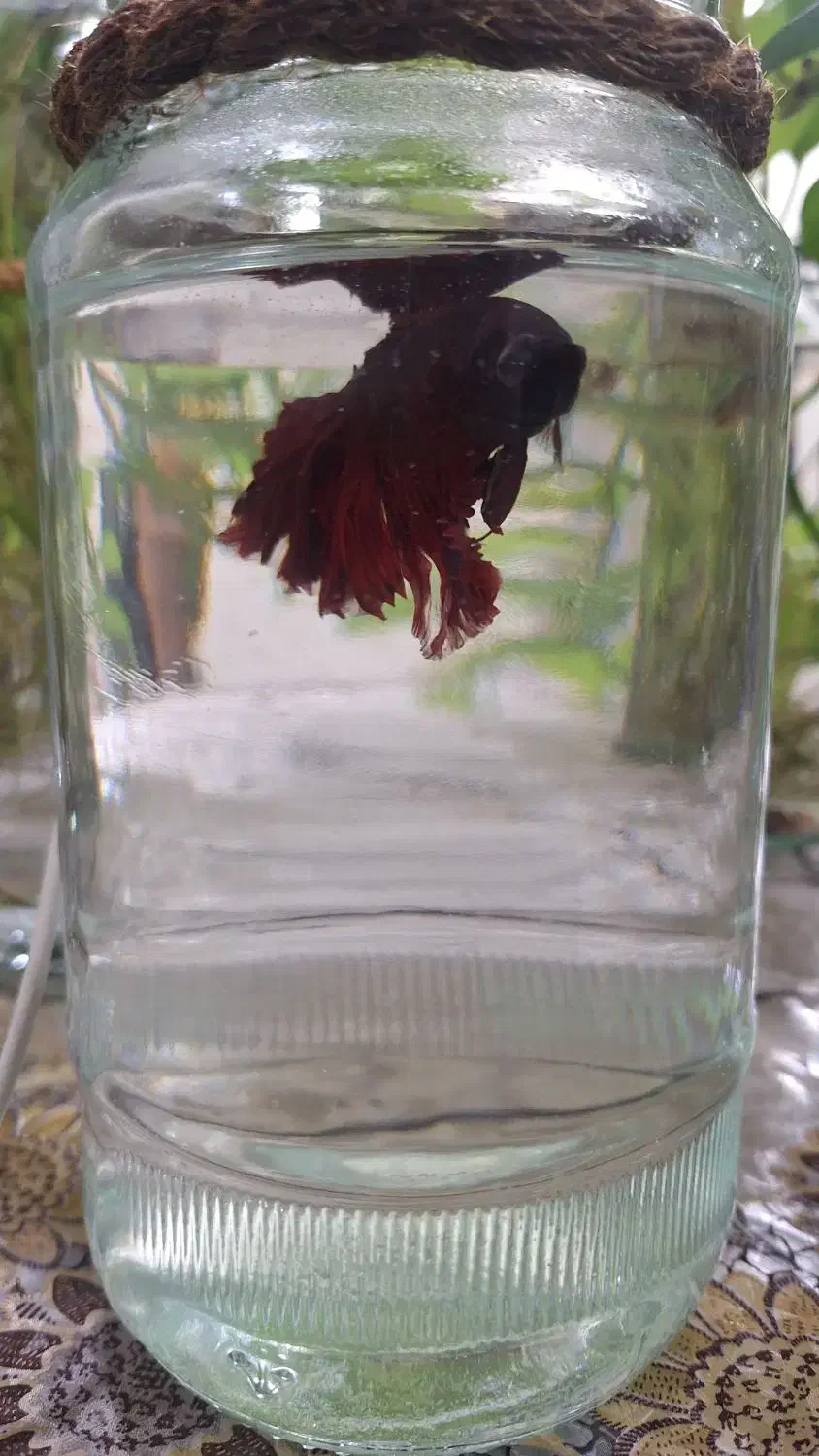 ماهی تنگی|ماهی|خاش, |دیوار