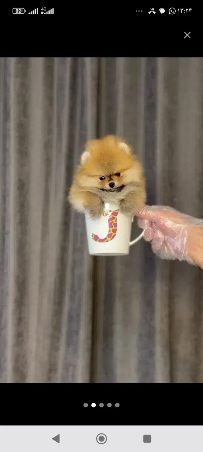 مجموعه سیتی پت پامر پدرو مادر خرسی کیفیت بی نظیر|سگ|مشهد, وکیلآباد|دیوار