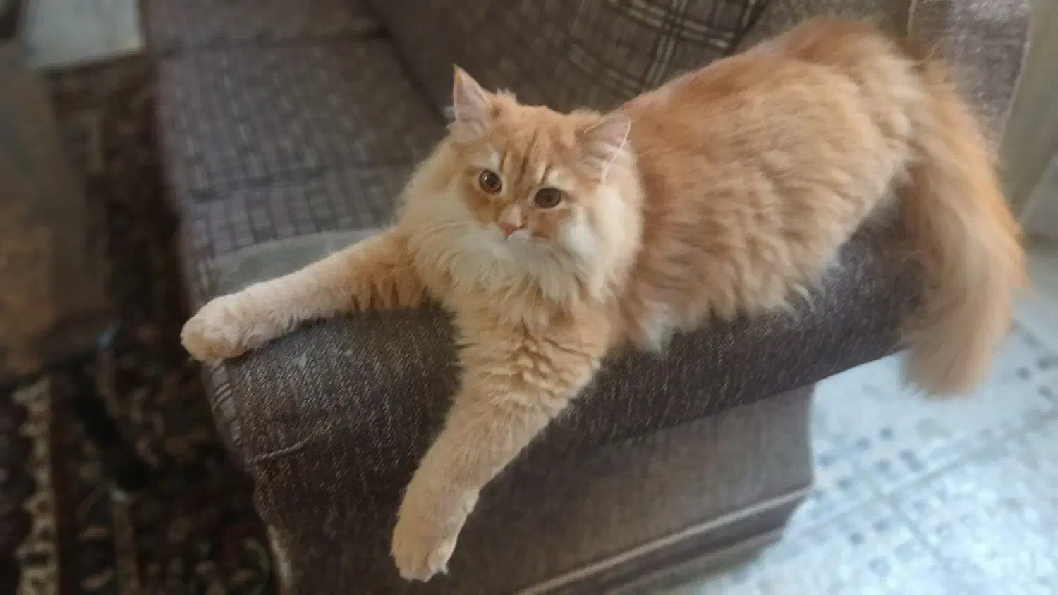 گربه پرشین دال فیس  نر  جهت جفگیری|گربه|نیشابور, جمهوری|دیوار