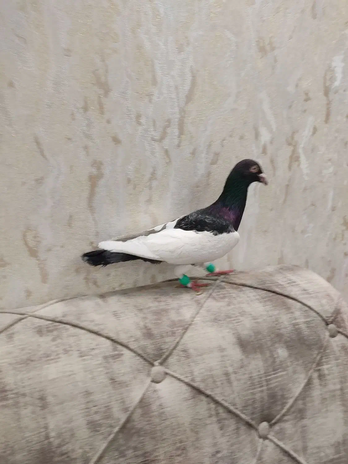 یهودی نر مست|پرنده|مشهد, نیروی هوایی|دیوار