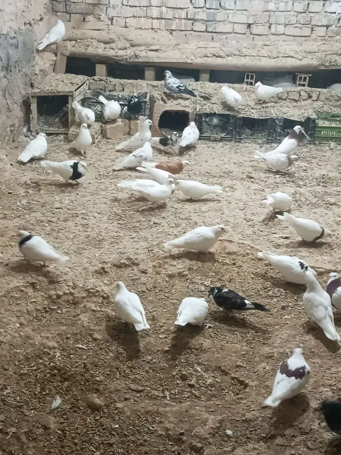 کبوتر|پرنده|آوج, |دیوار