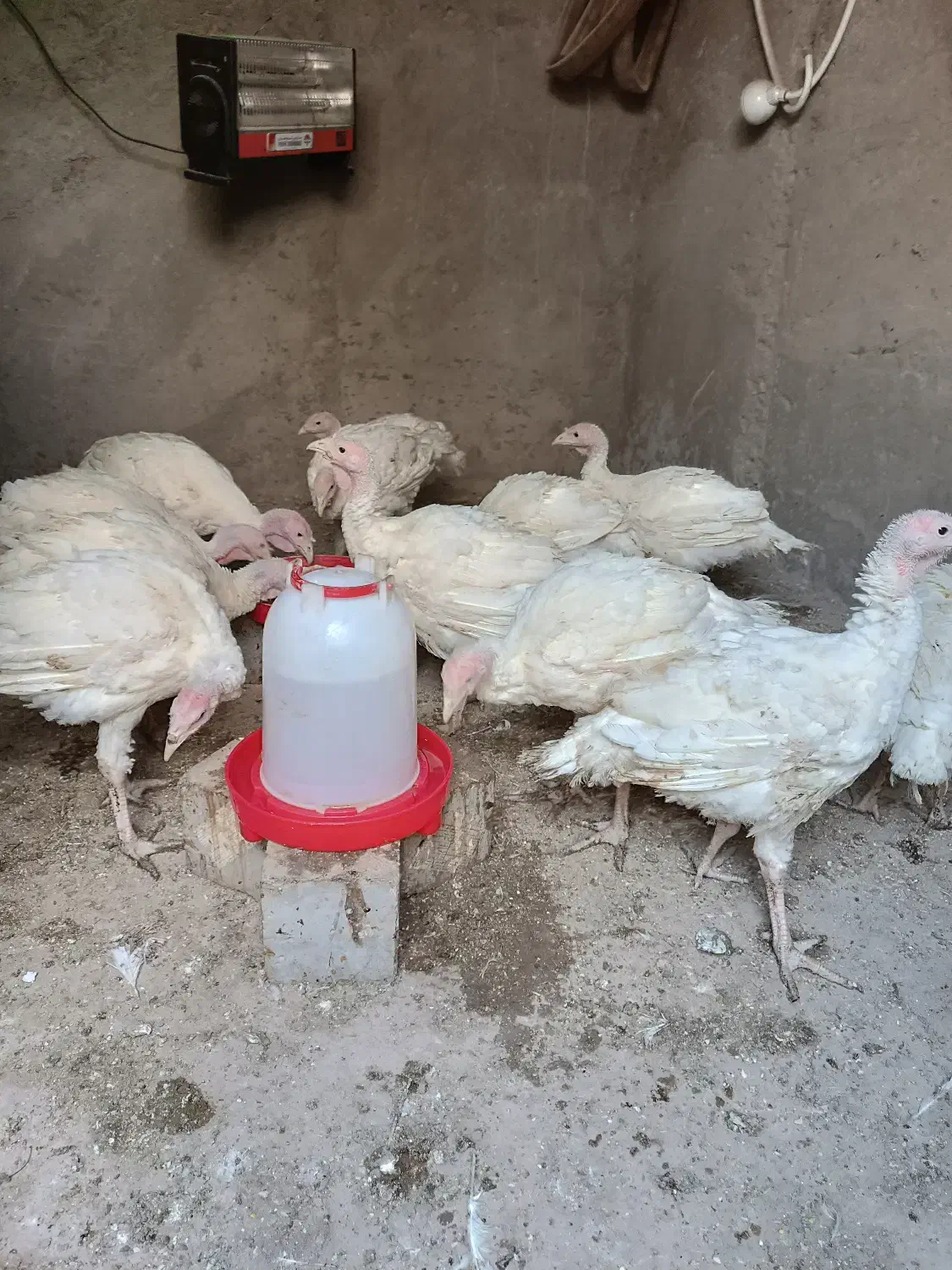 فروش جوجه بوقلمون 90روز|حیوانات مزرعه|تهران, شهرک شریعتی|دیوار