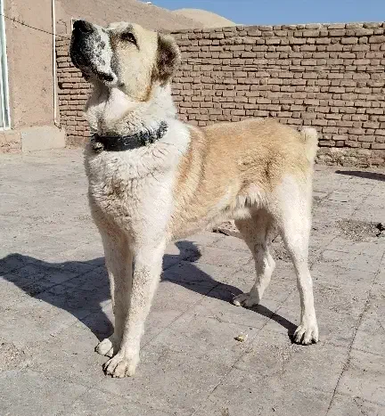 سگ گله نر|سگ|رفسنجان, |دیوار