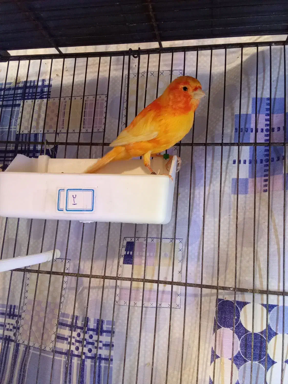 جفت قناری قرمز|پرنده|تبریز, |دیوار