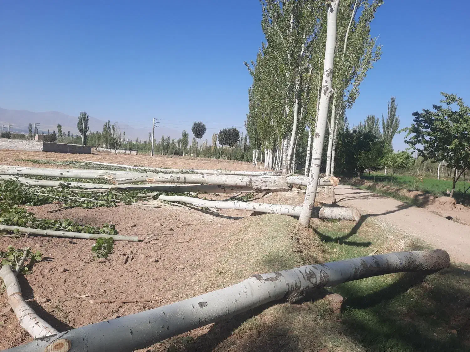 خرید درخت خریدار .چوب در باغات شما|خدمات باغبانی و درختکاری|مرند, |دیوار