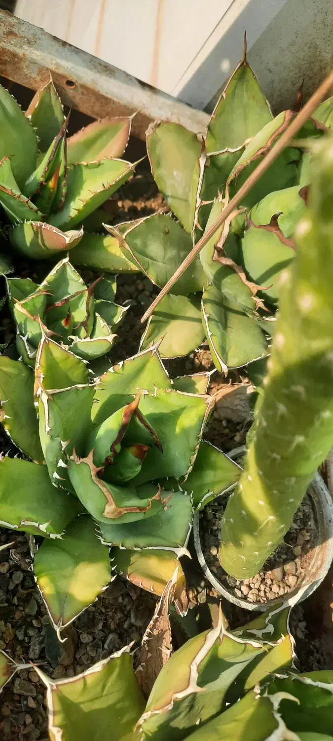 اگاو کاکتوس|گل و گیاه طبیعی|ری, هاشمآباد|دیوار