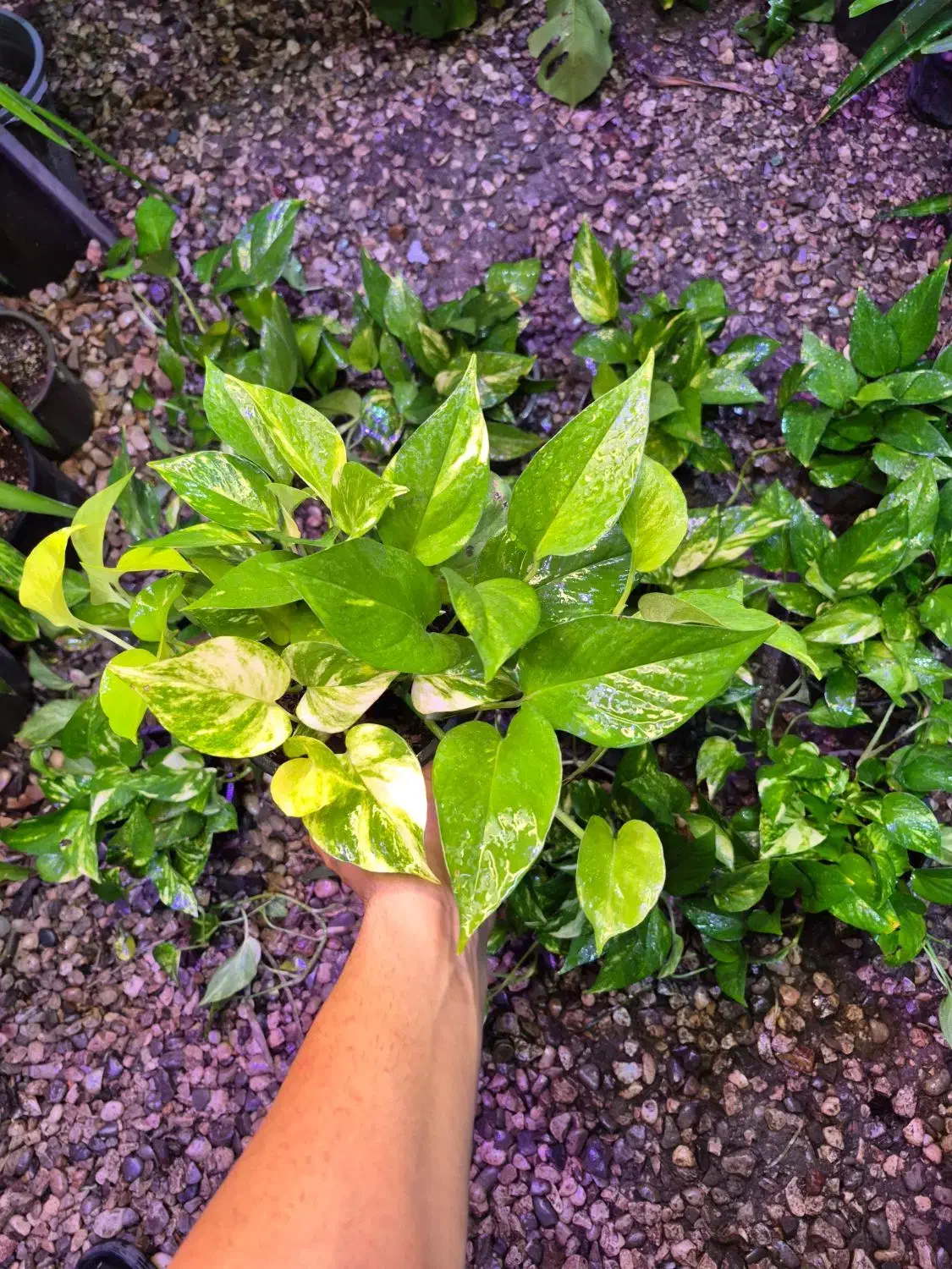 حراج پتوس ۱۲۰ تومن|گل و گیاه طبیعی|اهواز, پادادشهر|دیوار