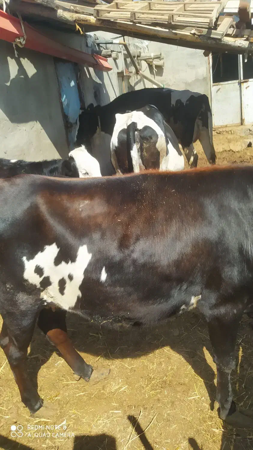 گاو شیری شکم دوم 20 روز مانده|حیوانات مزرعه|خواجه, |دیوار