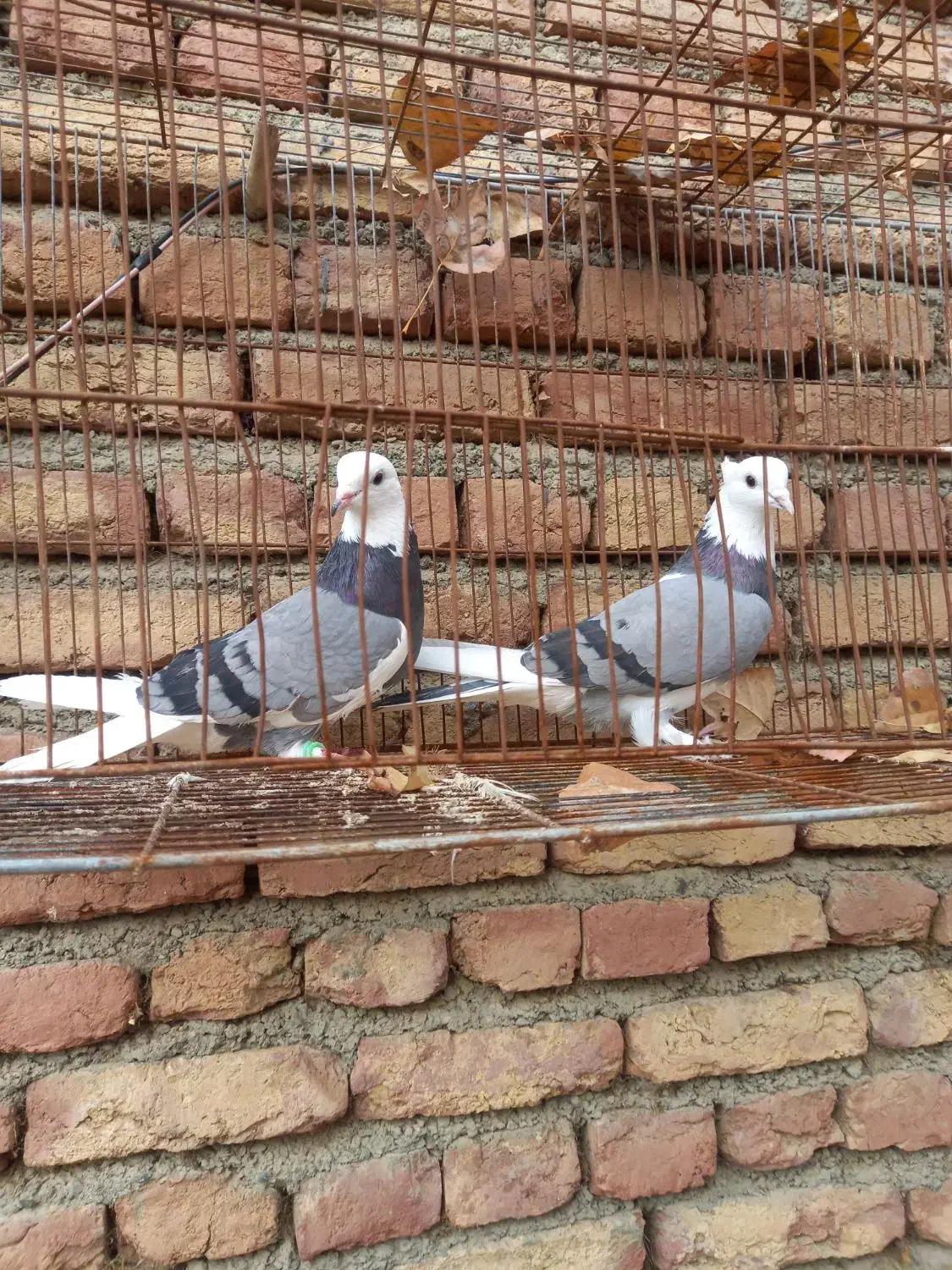 یه جفت کفتر شازده سبز|پرنده|سلماس, |دیوار