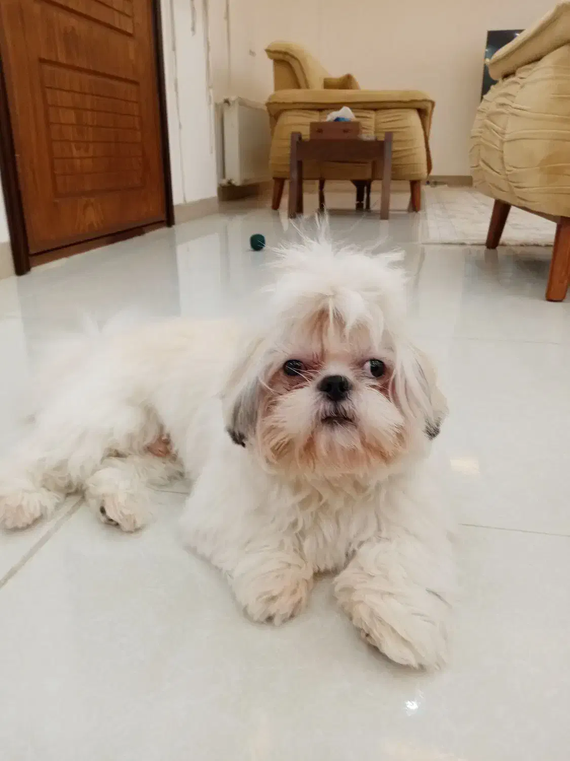 سگ شیتزو سوپر فلت|سگ|لنگرود, |دیوار