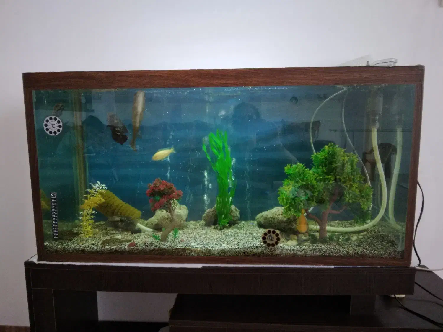 آکواریوم|ماهی|خرمدره, |دیوار