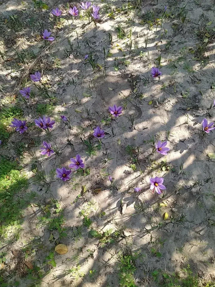 زعفران خشک امسالی|خوردنی و آشامیدنی|گوگان, |دیوار