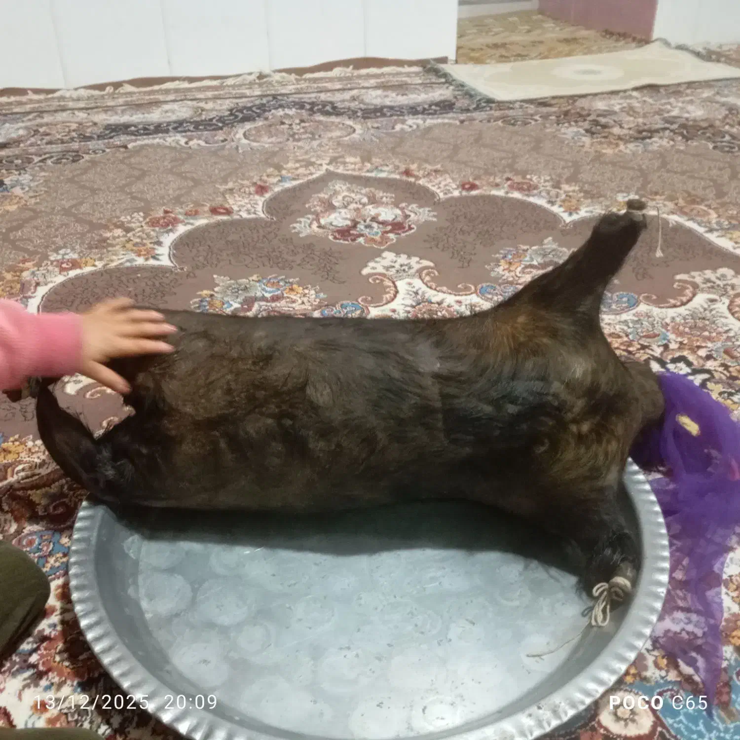 خیگ|ظروف نگهدارنده، پلاستیکی، یکبارمصرف|لردگان, |دیوار