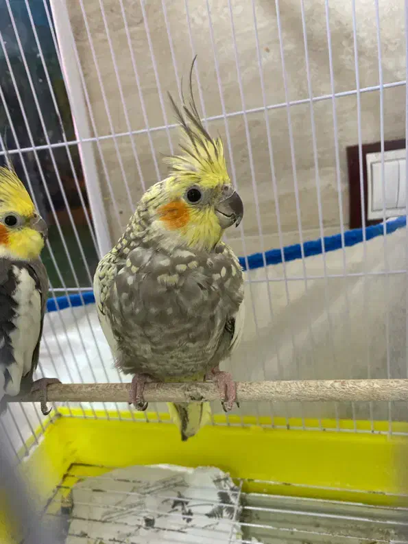 عروس هلندی|پرنده|رشت, حمیدیان|دیوار